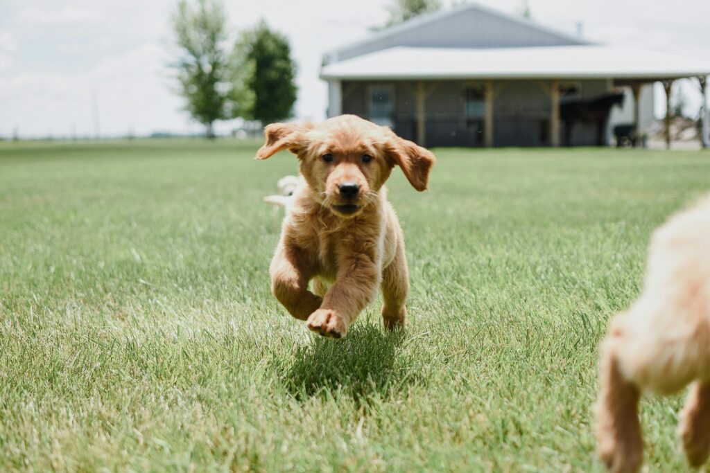 The Cutest Puppy Training Guide